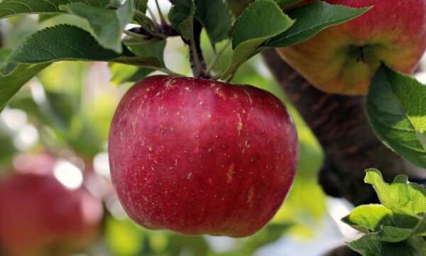 Special Care Dentistry - Apple Tree Dental